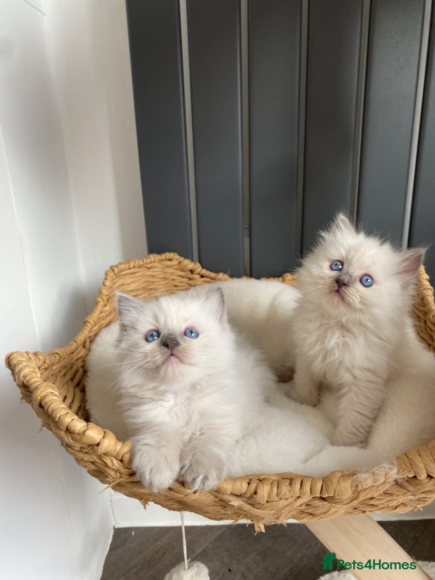 Ragdoll cats Beautiful Ragdoll kittens  - Advert 15