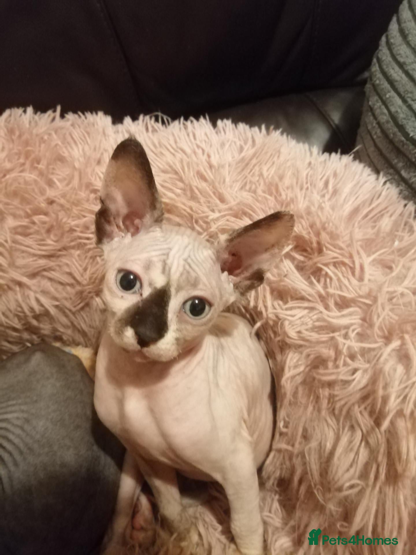 Sphynx cats Hurry up 1 last girl with sky blue eyes left  - Advert 11