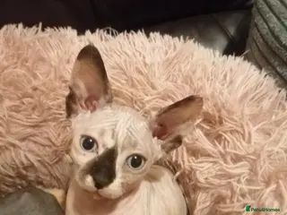 Sphynx cats Hurry up 1 last girl with sky blue eyes left - Advert 11