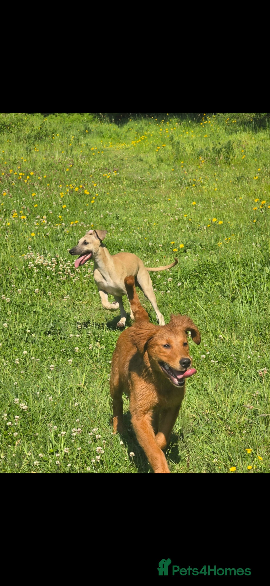 Mixed Breed dogs Whippet cross whippet lurcher male - Advert 1
