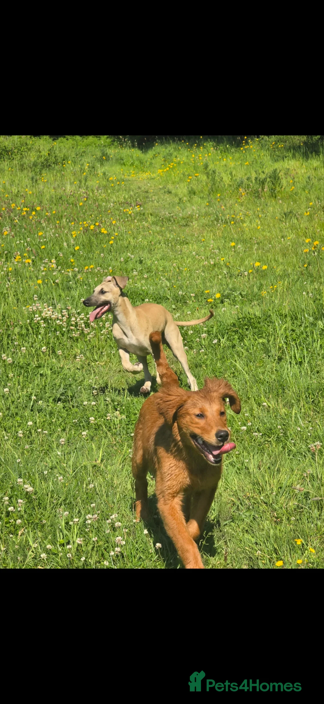Mixed Breed dogs for sale: Whippet cross whippet lurcher male - Advert 1
