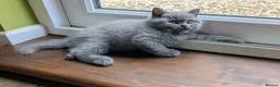 Scottish Fold cats for sale: Beautiful pedigree Scottish Straight kittens  - Advert 11