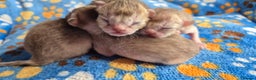 Singapura cats for sale: ⚜️TICA registered Singapura kittens  - Advert 9