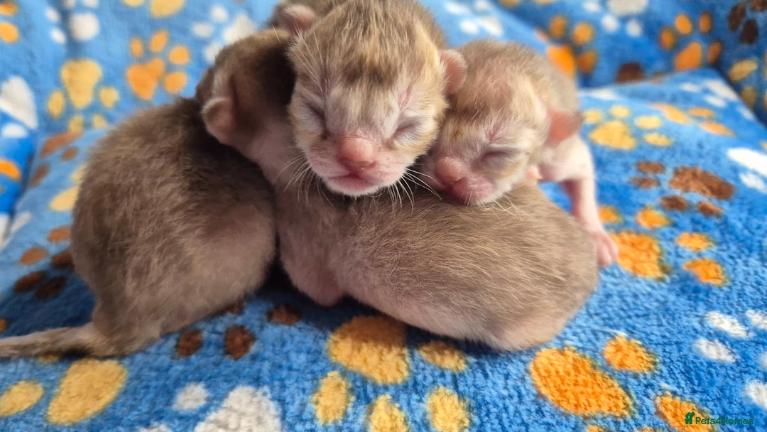 Singapura cats for sale: ⚜️TICA registered Singapura kittens  - Advert 9