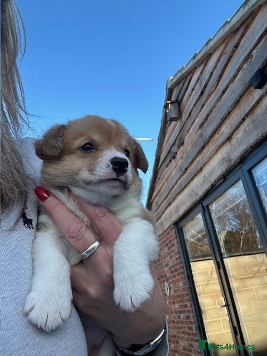 Welsh Corgi Pembroke dogs for sale: Eric the Lucky is looking for his new home 🏡 - Advert 5