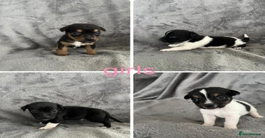 Jack Russell dogs - Advert 12