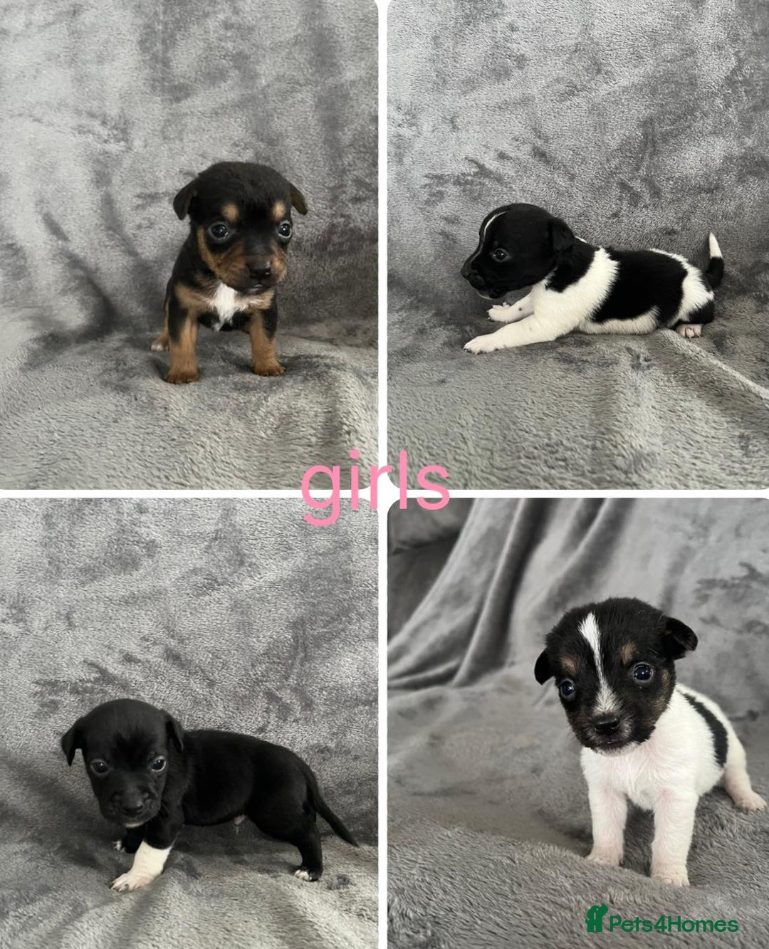 Jack Russell dogs for sale: 7 jack Russel puppies  - Image 2