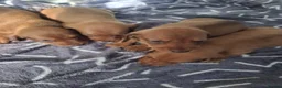 Dachshund dogs for sale: Gorgeous miniature daschunds  - Advert 6
