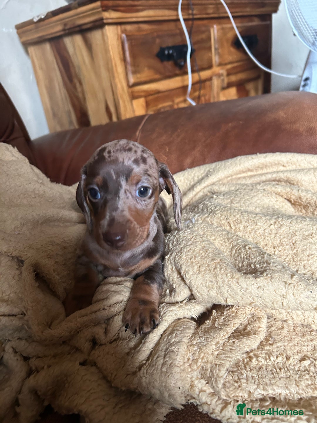 Miniature Dachshund dogs for sale: Miniature dachshund puppies  - Image 2