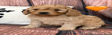 Orange Collar Male