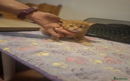 Mixed Breed cats for sale: Brown kitten avaliable.ready 16th August  - Image 6