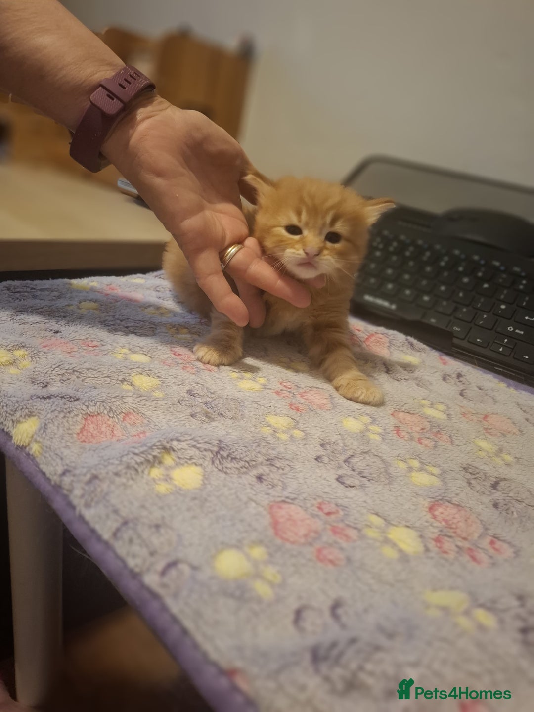 Mixed Breed cats for sale: Brown kitten avaliable.ready 16th August  - Image 6