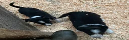 Border Collie dogs for sale: Adorable border collies - Advert 13