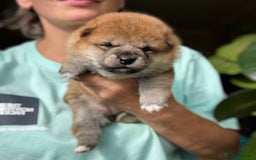 Japanese Shiba Inu dogs for sale: KC reg Japanese Shiba Inu puppies  - Image 8