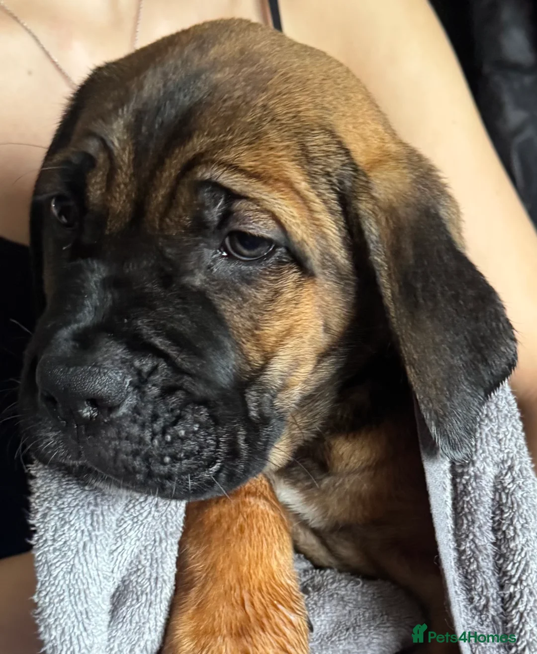 Cane Corso dogs for sale: Ready now 4 beautiful caneCorso pups - Advert 2