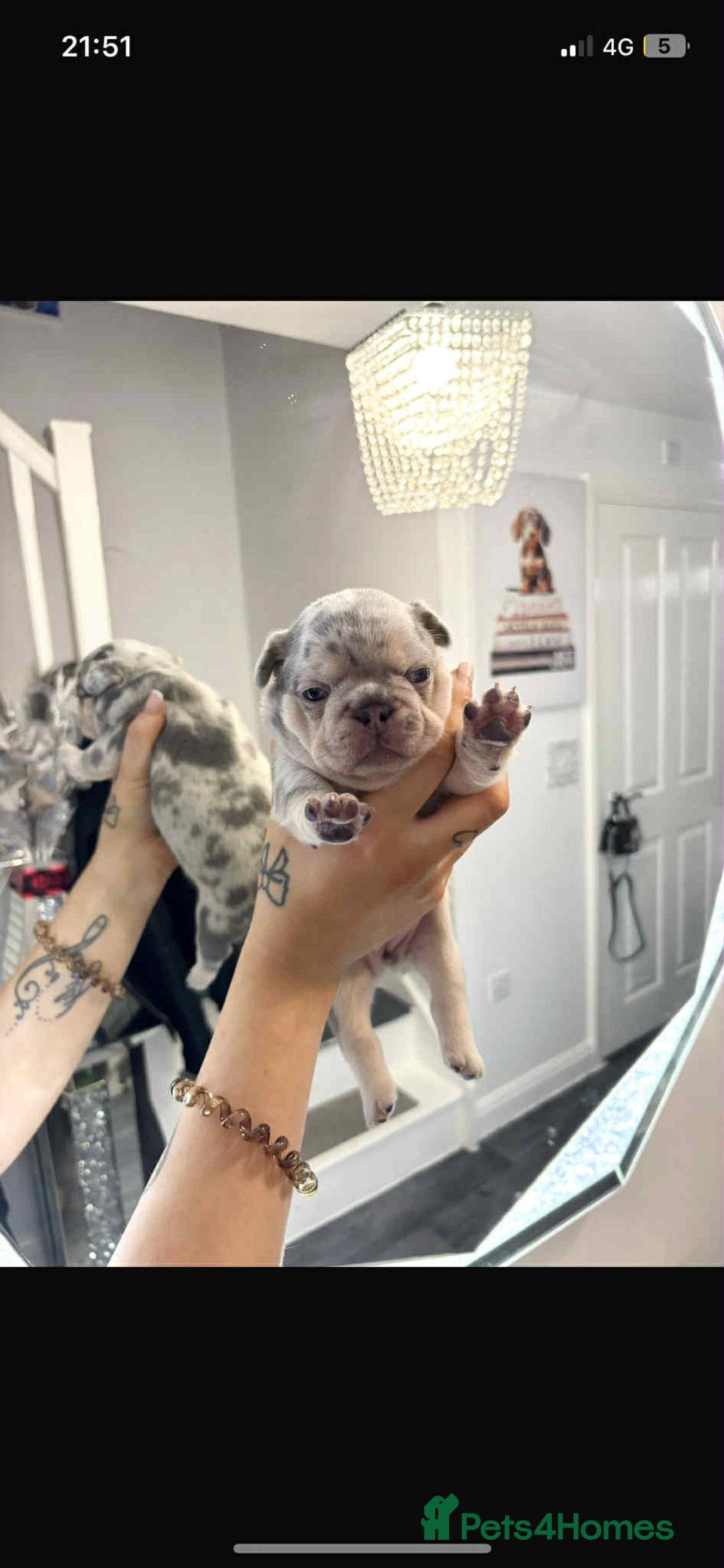 French Bulldog dogs for sale: Stunning Fluffy Frenchies Pink, Merle & Teddy Bear - Image 3