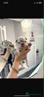French Bulldog dogs - Advert 3