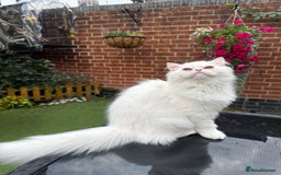 Persian cats for sale: Persian Kittens - Image 4