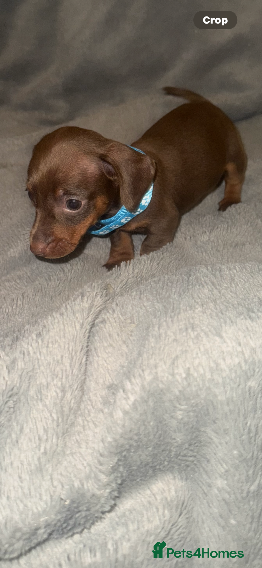 Miniature Dachshund dogs for sale: Miniature dachshund  - Advert 9