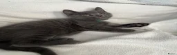 Mixed Breed cats for sale: British Shorthair& Russian Blue Kittens - Advert 11