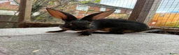 Belgian Hares rabbits for sale: Baby hares looking for new postcodes - Advert 7