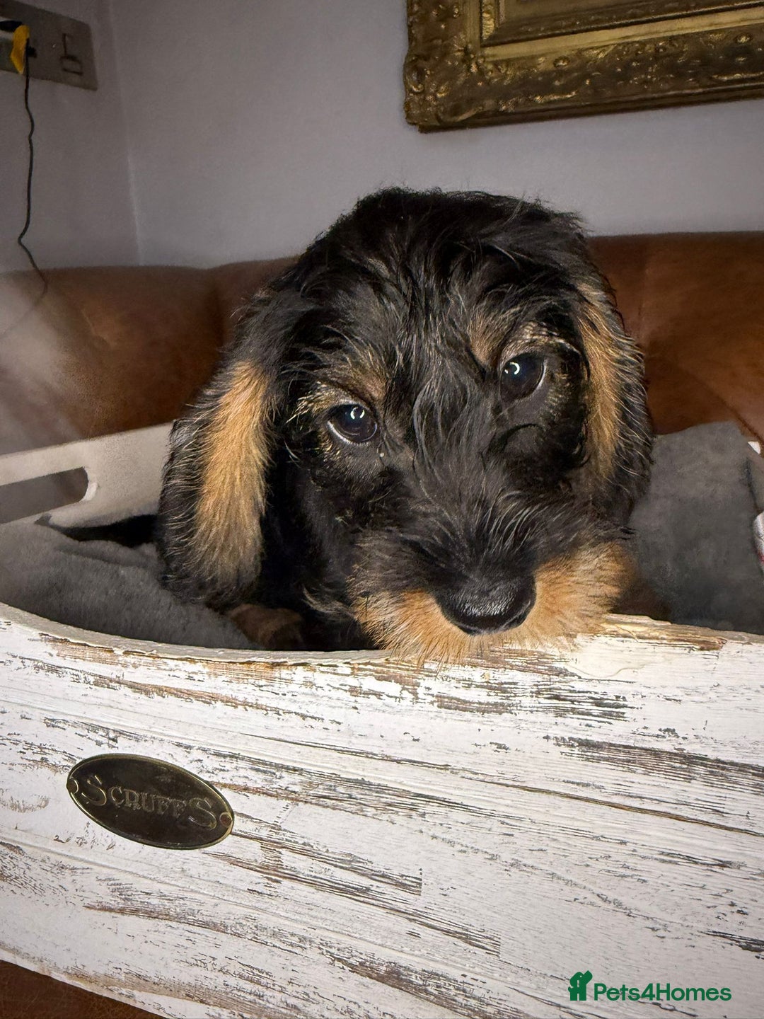 Dachshund dogs for sale: STANDARD WIREHAIRED DACHSHUNDS - Advert 4