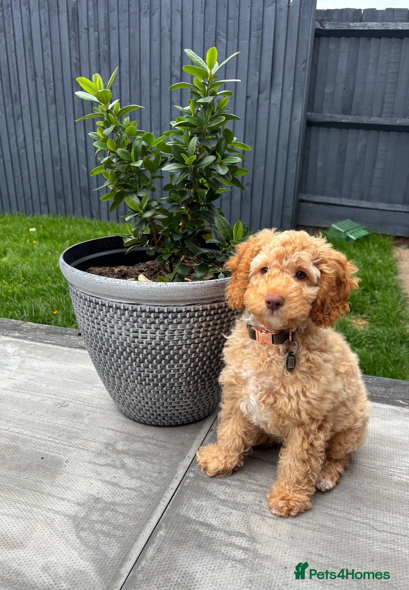 Cockapoo dogs Lovely pup looking for forever home - Advert 2