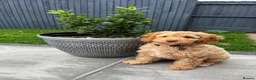 Cockapoo dogs for sale: Lovely pup looking for forever home - Advert 1
