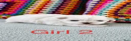 Shih Tzu dogs for sale: ❤️🐶Stunning Shih Tzu puppies - Advert 11