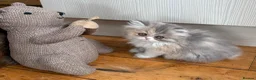 Exotic cats for sale: Exotic kittens two female  - Advert 7
