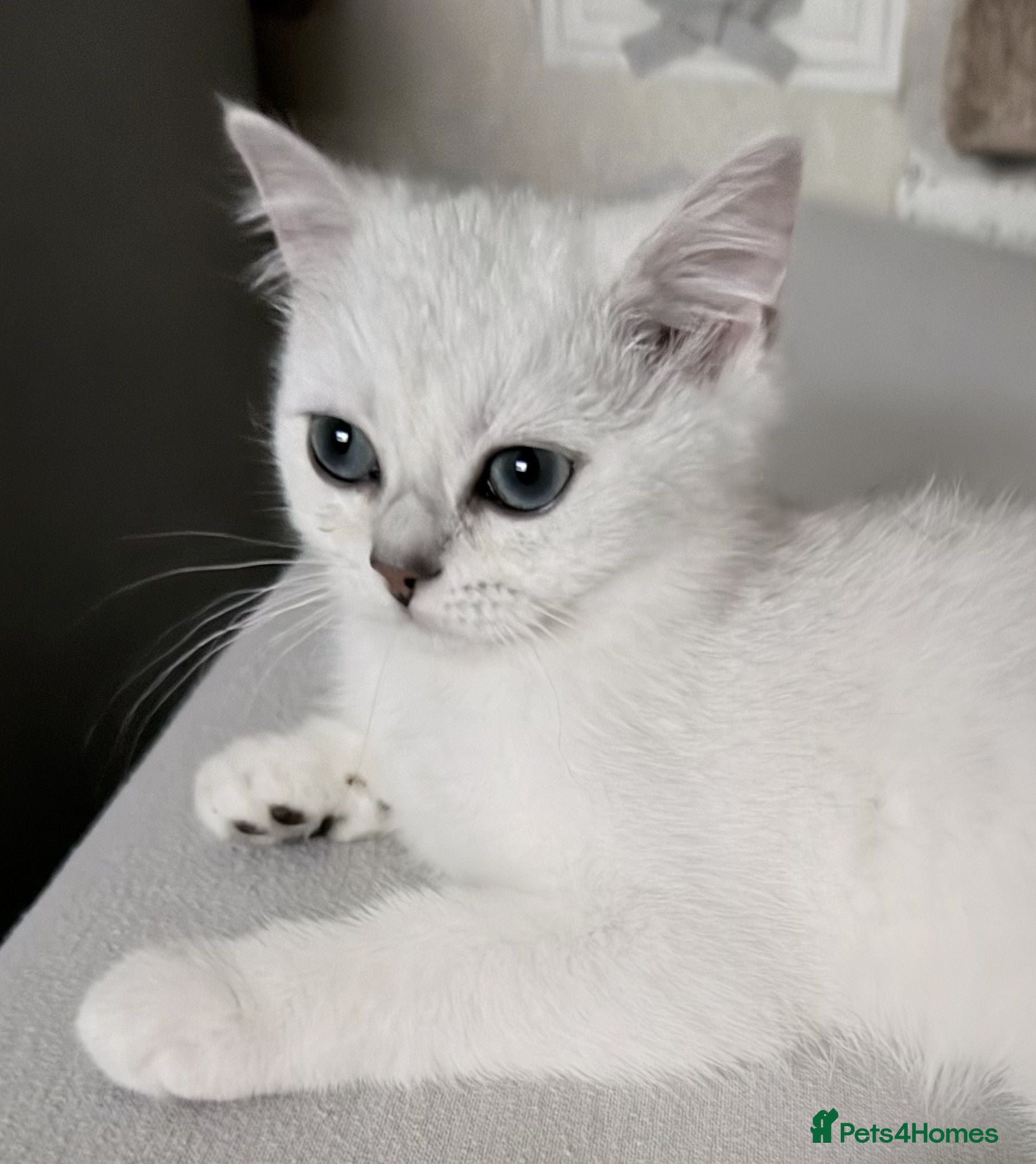 British Shorthair cats 1 Girl Left - British Shorthair Silver Kittens - Advert 9