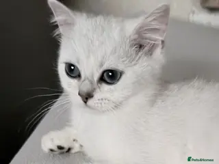 British Shorthair cats 1 Girl Left - British Shorthair Silver Kittens - Advert 9