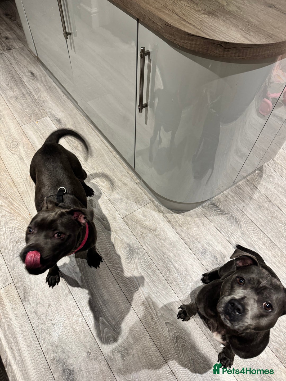 Staffordshire Bull Terrier dogs for sale: Gorgeous KC PURE BLUE GIRL - Advert 2