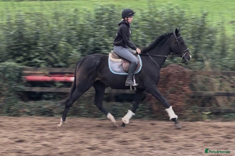 Irish Thoroughbred horses Tall, dark and handsome ‘Gavin’ - Advert 6