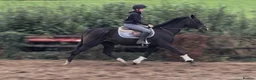 Irish Thoroughbred horses for sale: Tall, dark and handsome ‘Gavin’ in Newport - Advert 1