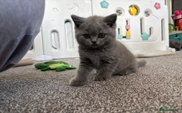 British Shorthair cats for sale: Stunning GCCF registered British shorthair kittens - Image 3