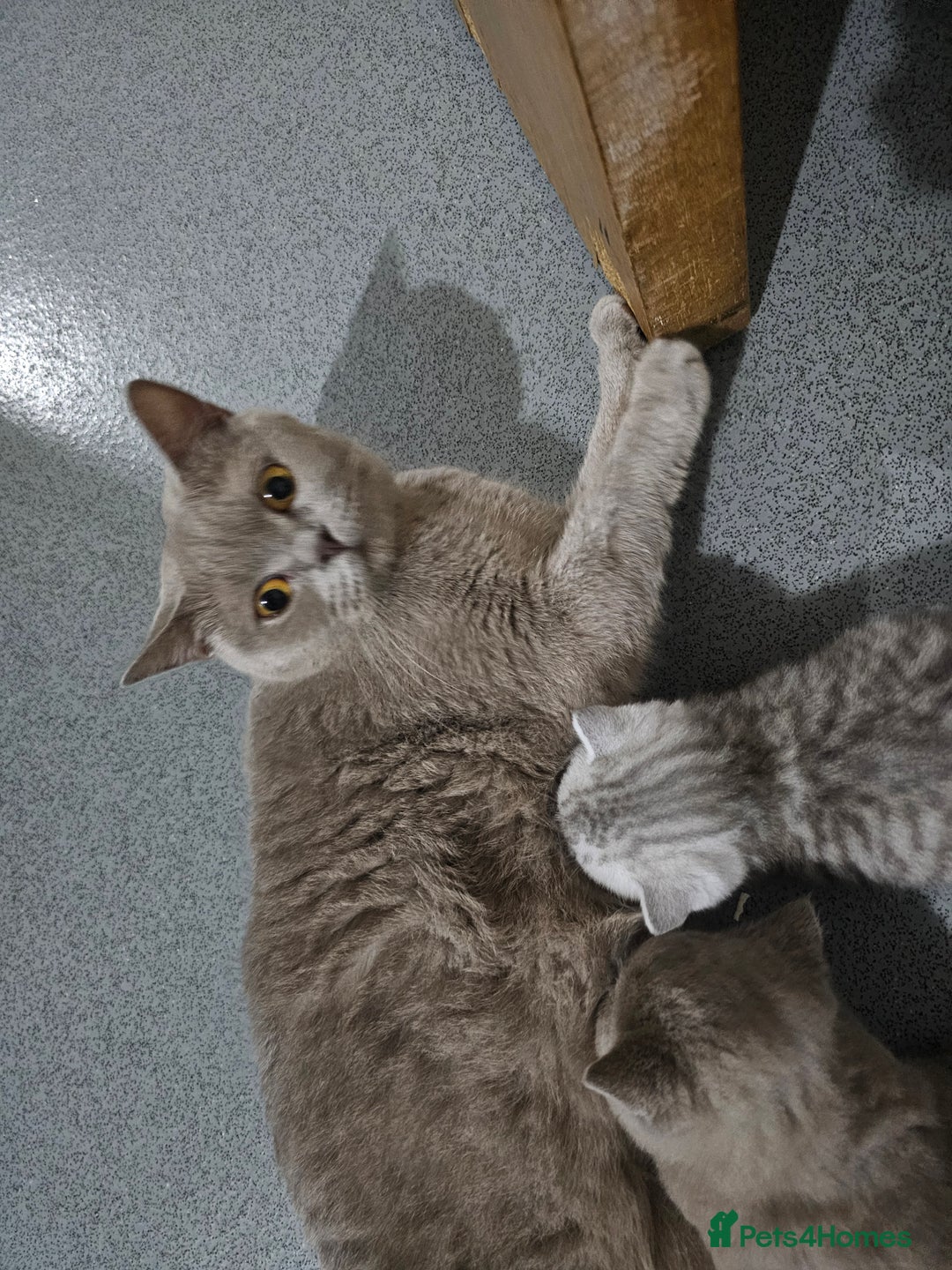 British Shorthair cats for sale: BRITISH SHORT-HAIR KITTENS   - Image 18