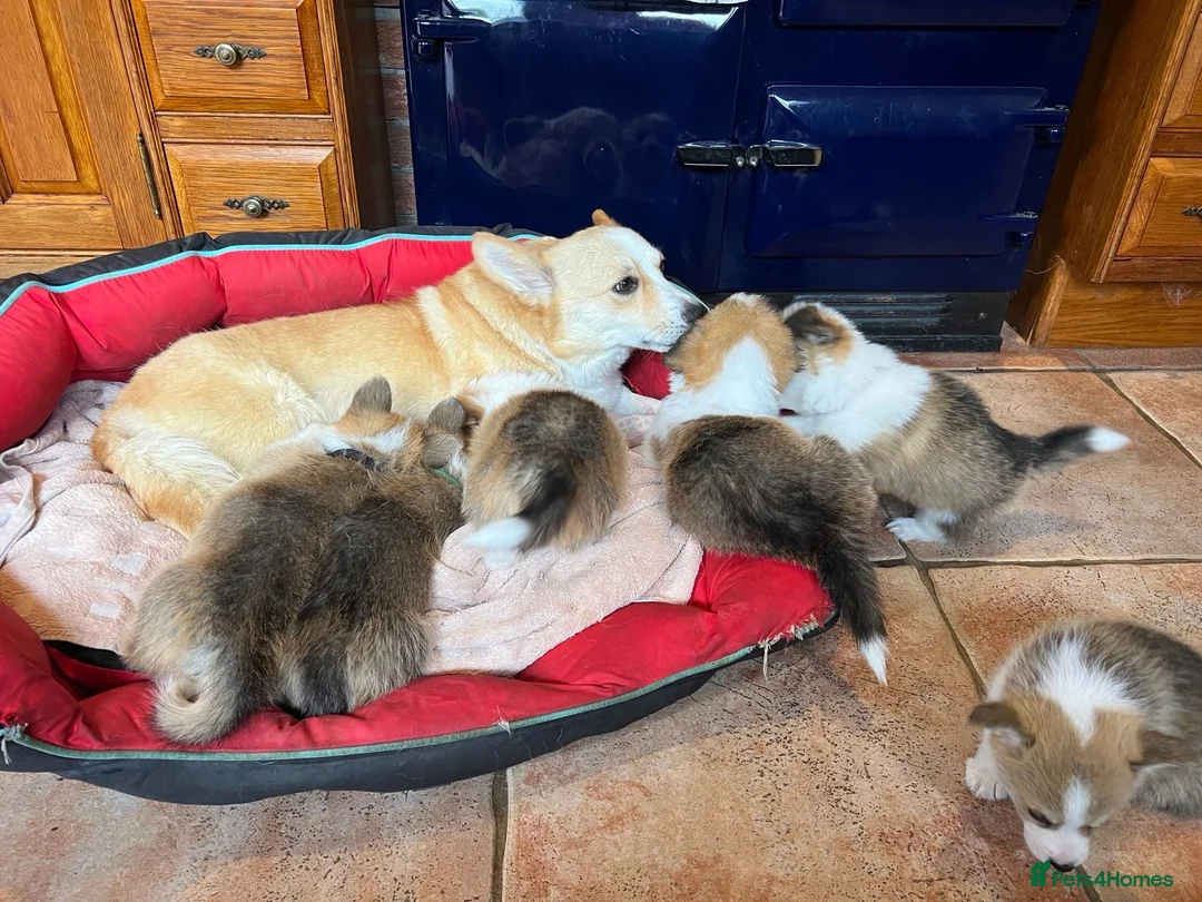 Welsh Corgi Pembroke dogs for sale: KC Registered Pembroke Welsh Corgi Puppies - Advert 9