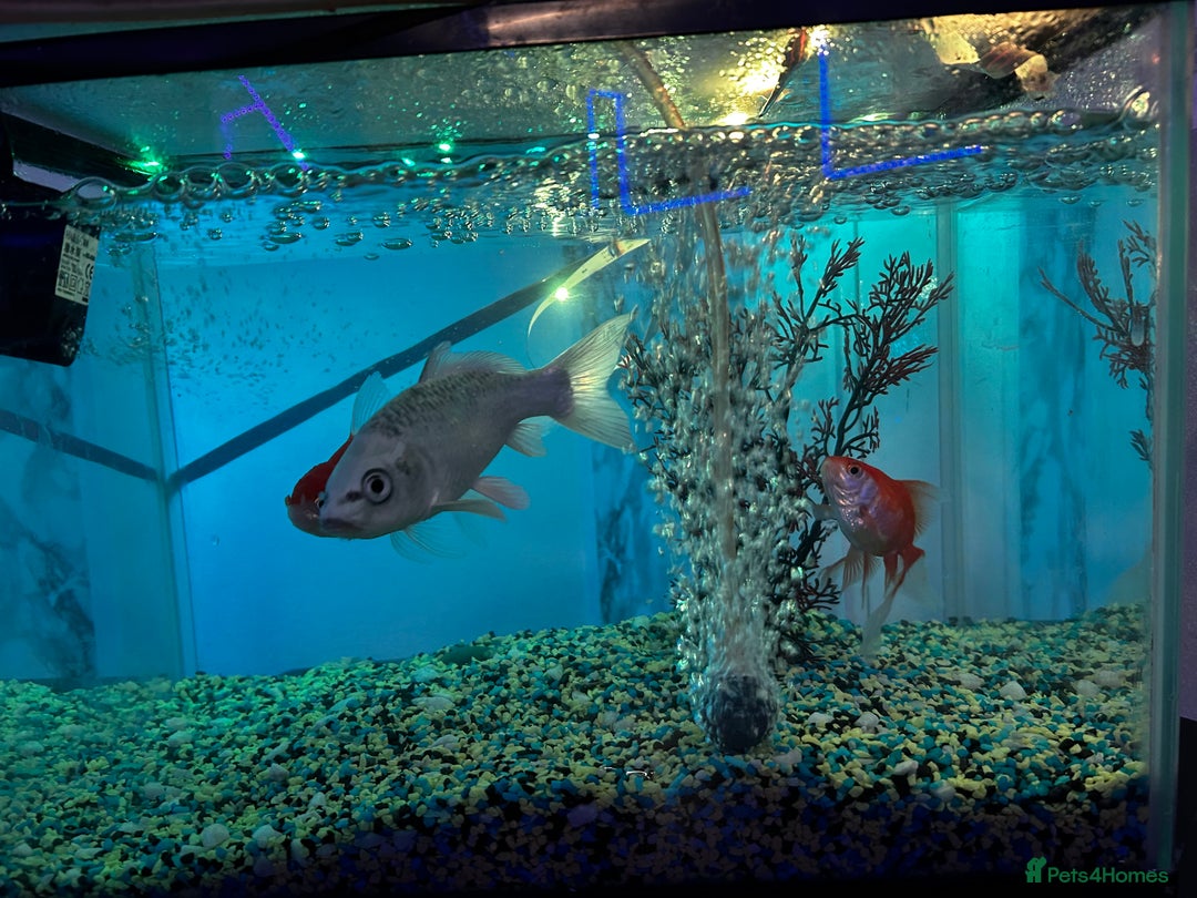 Koi Carp fish for sale: Koi ( only the silver one)  - Advert 4