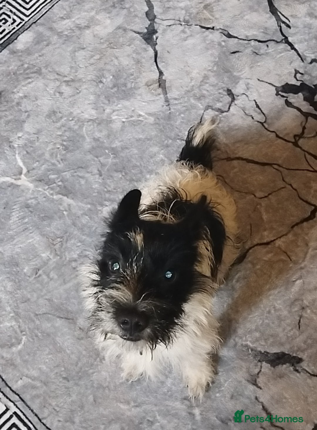 Mixed Breed dogs for sale: Small terrier boy - Advert 2