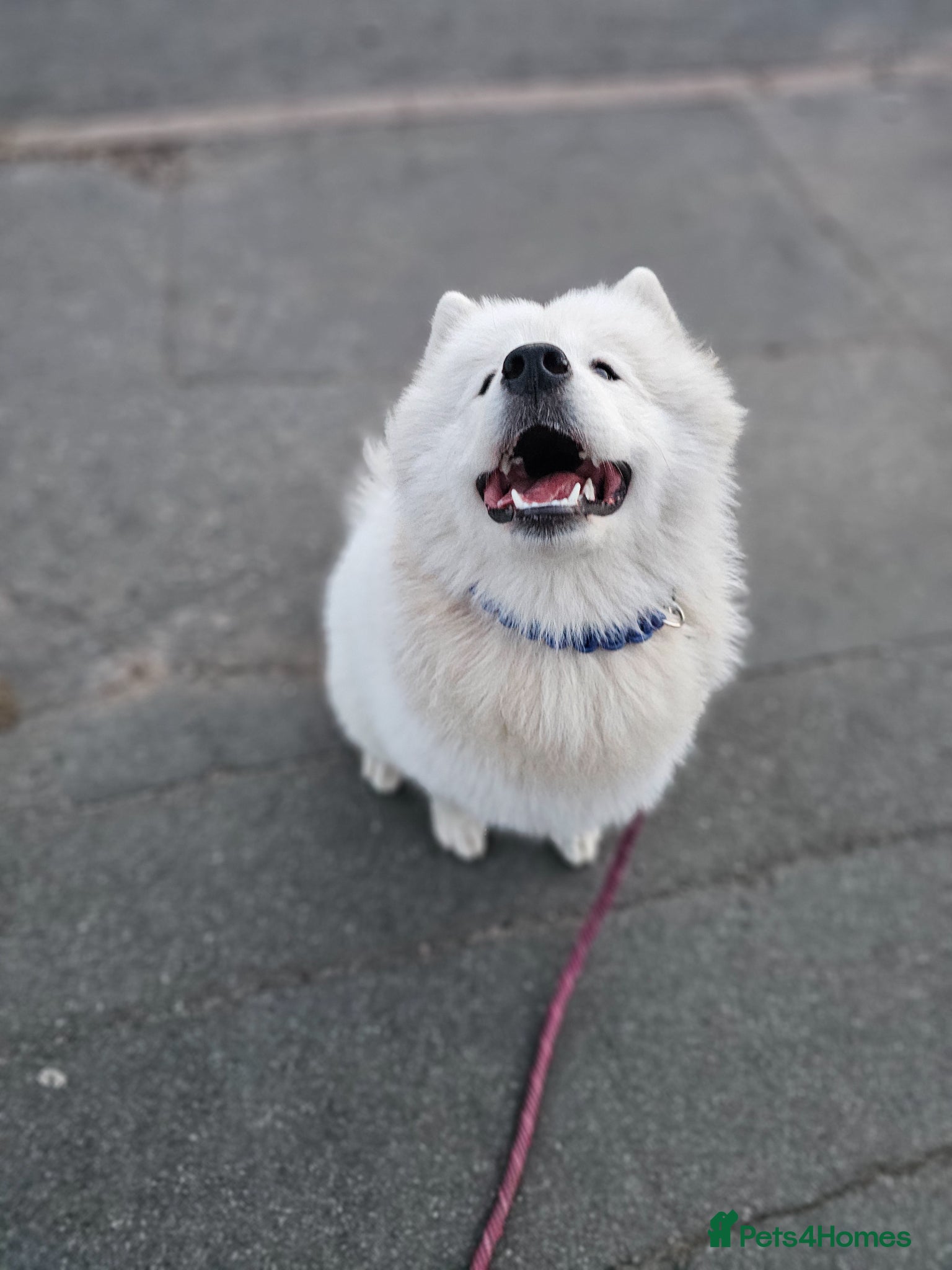 Samoyed dogs Samoyed female puppy - Advert 2