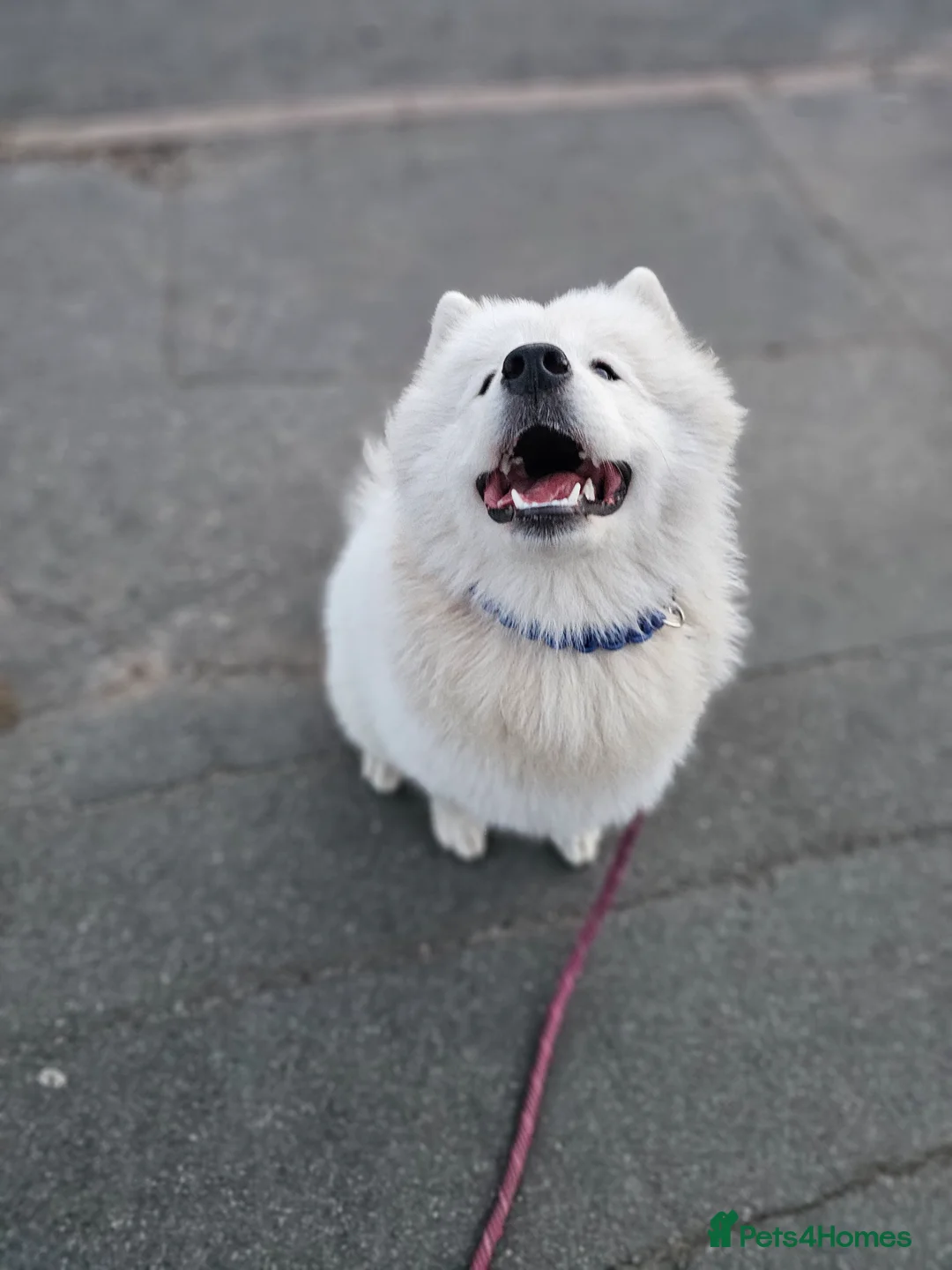 Samoyed dogs for sale: Samoyed female puppy - Advert 2
