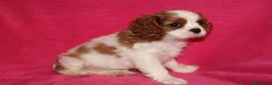 Cavalier King Charles Spaniel 4