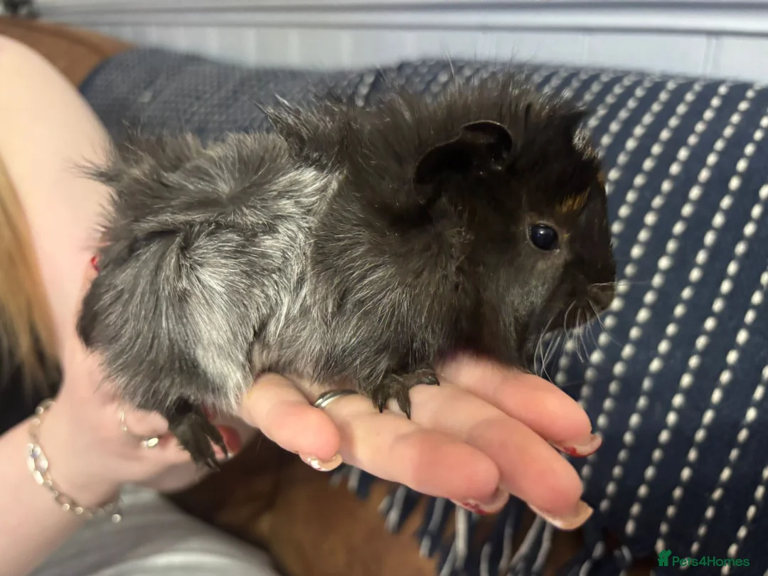 Guinea Pig rodents for sale: Stunning pair of baby boys  - Advert 5