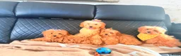 Maltipoo dogs for sale: Exquisite f1 toy Maltipoo teddy bears  - Advert 7