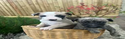 Whippet dogs for sale: Whippet Puppies  in Chipping Norton - Advert 2