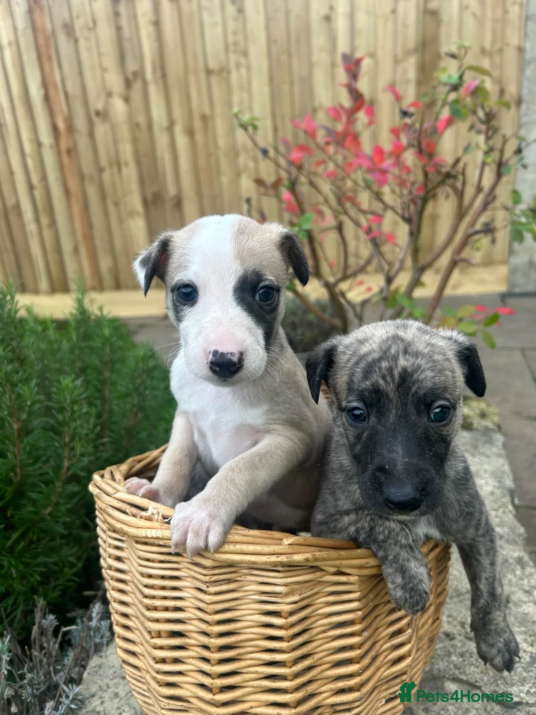 Whippet dogs for sale: Whippet Puppies  in Chipping Norton - Advert 2