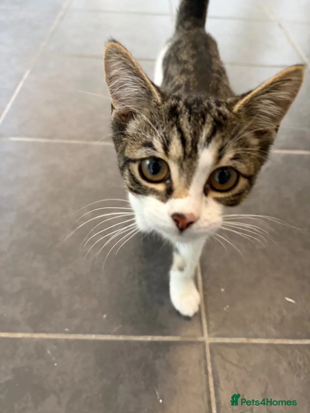 Mixed Breed cats for sale: Mavis and Edward  - Advert 13