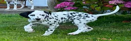 Dalmatian dogs for sale: KC reg full hearing Dalmatian Puppies  - Advert 27