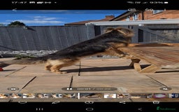 German Shepherd dogs for stud: German shepherd  - Image 7